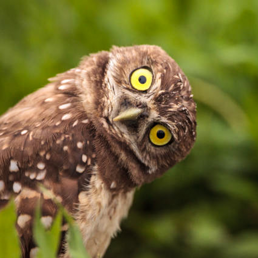 Choice for birds & landscape - Vogelfotografie mit Sony Experte im „Ewigen Meer